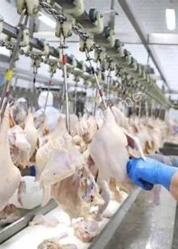 白羽肉鸡年消费规模