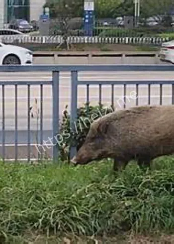 G12珲乌高速夜间行车